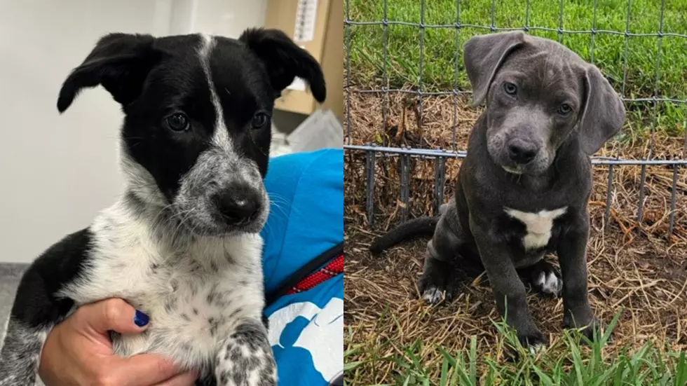 10 Adorable Puppies Just Arrived at the Dubuque Regional Humane Society