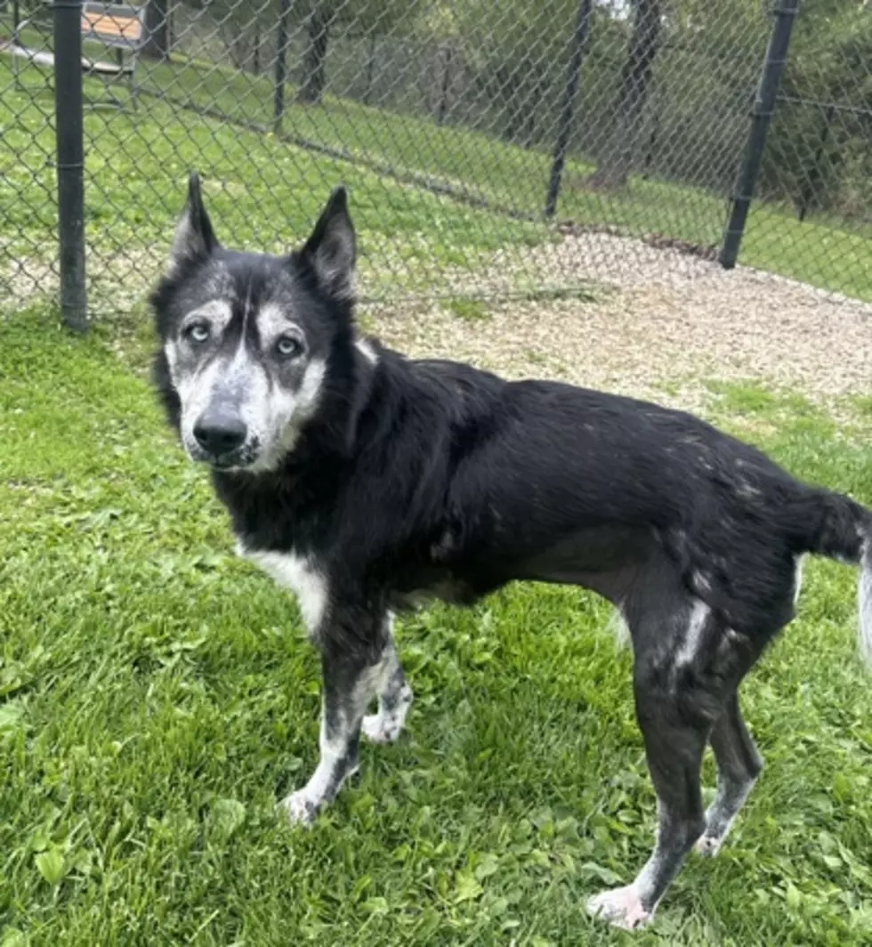Dubuque Regional Humane Society
