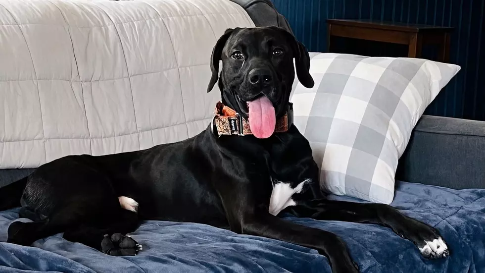 Sweet, Sensitive Aaron is Ready to Relax in His Forever Home