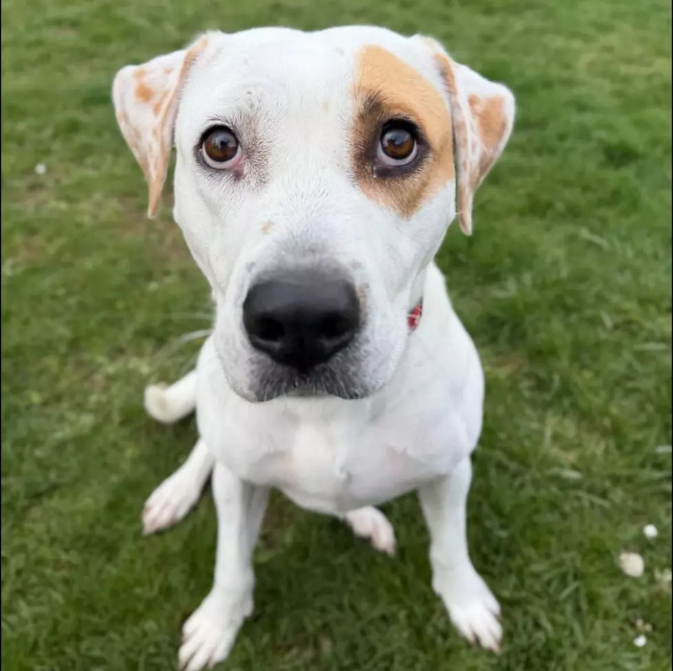 Dubuque Regional Humane Society