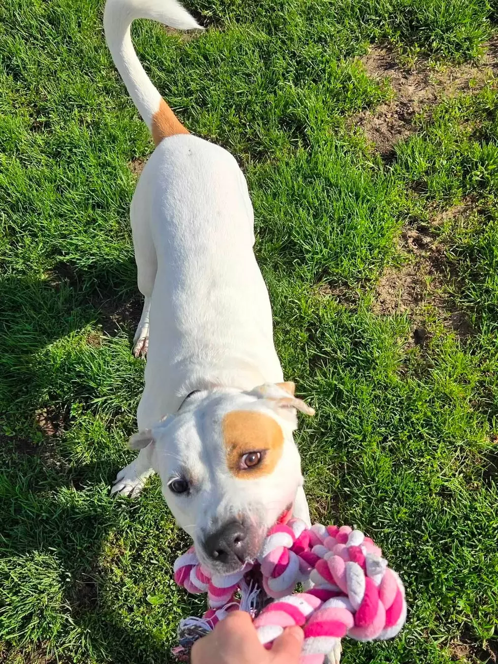 Dubuque Regional Humane Society