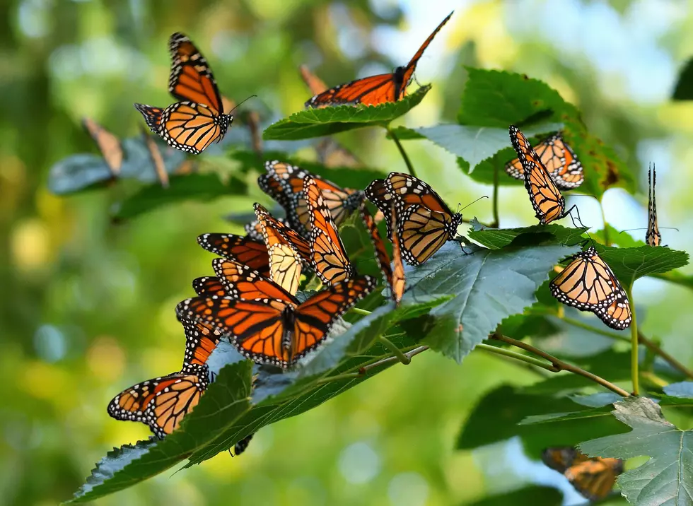 How to Track Monarch Butterfly Migration Throughout Iowa