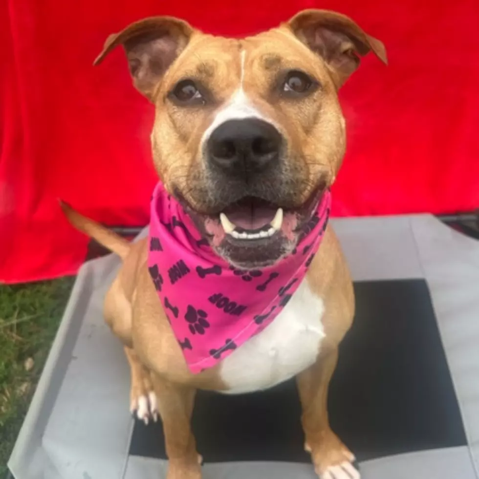 Dubuque Regional Humane Society