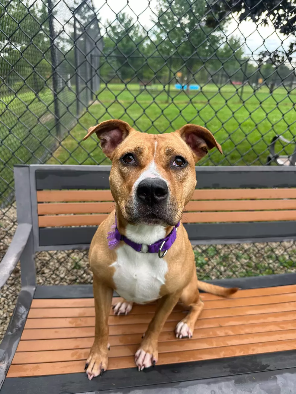 Dubuque Regional Humane Society