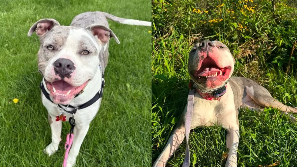 Lovey, Sweet Moscato Lives Up to Her Name as Your ‘Pet of the Week’