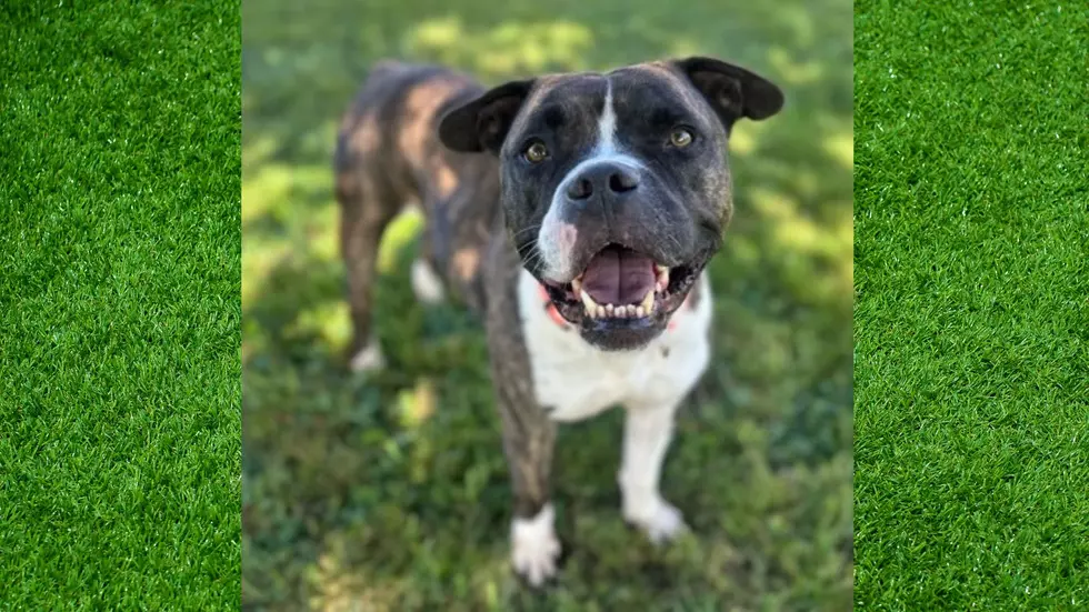 Sweet and Silly Lucky Wants All Your Attention as Our ‘Pet of the Week’