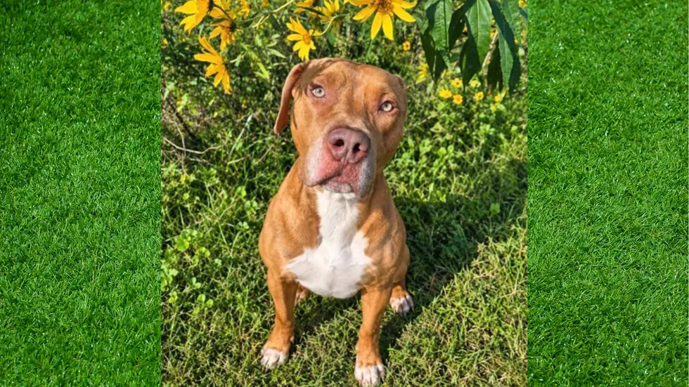 ‘Pet of the Week’ Otis is Ready to Enjoy Long Walks and Sunshine with You