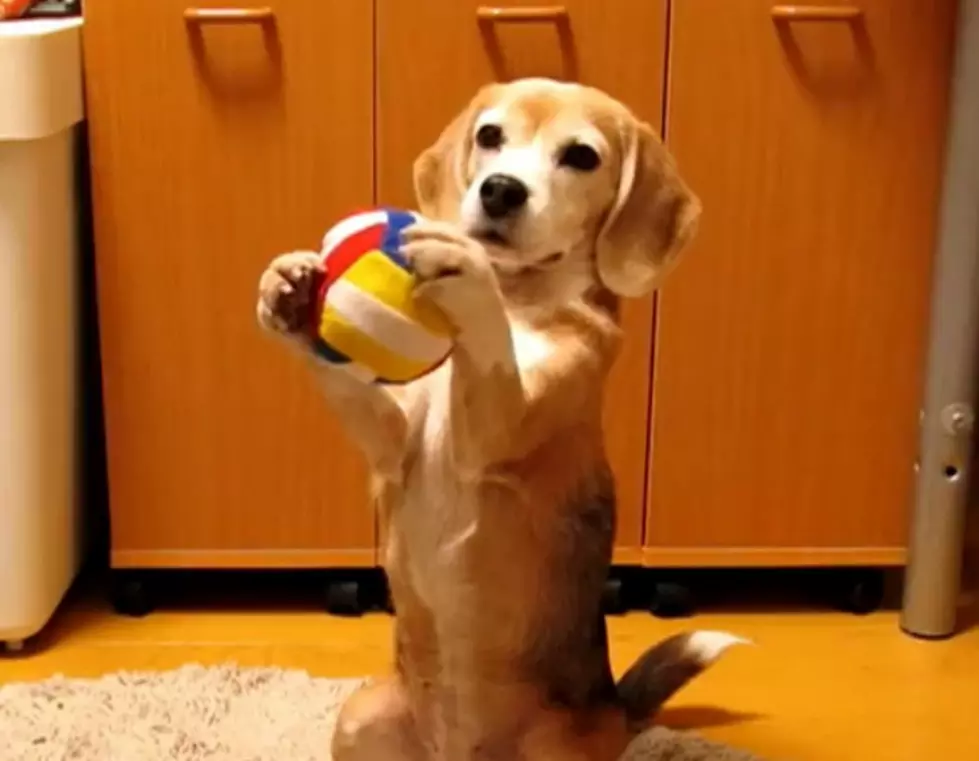 This Beagle Is Not Just A Pretty Face – This Dog Can Catch A Ball, Jump Rope And More.