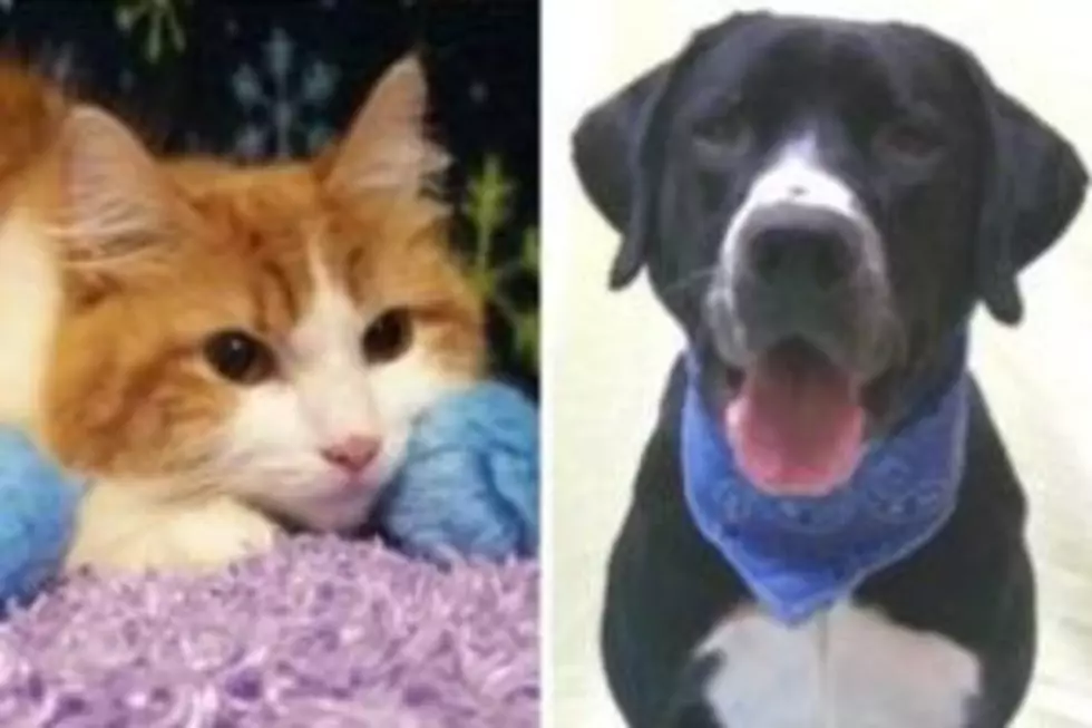 Pet Patrol: Meet Puffy and Brewski