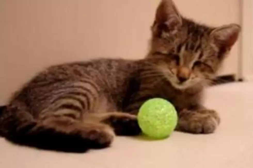 Blind Kitty Wins First Ever Cat Video Awards [VIDEO]