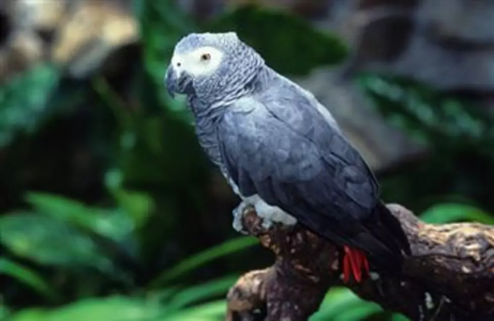 Missing Parrot Returns Home After Four Years And Now Speaks Fluent Spanish