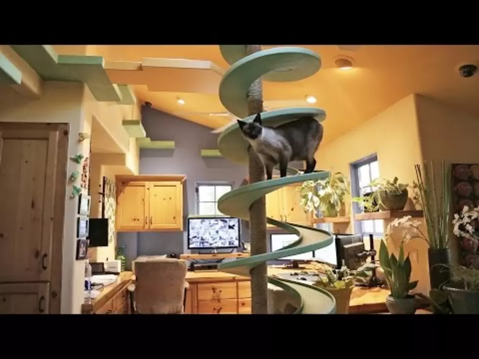 Kelly’s Korner – Amazing Cat Wonderland [VIDEO]