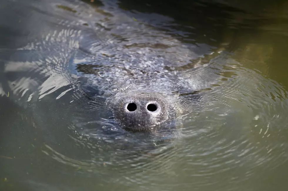 Girl Sees a Manatee Swimming Next to Her, and Freaks Out [VIDEO]