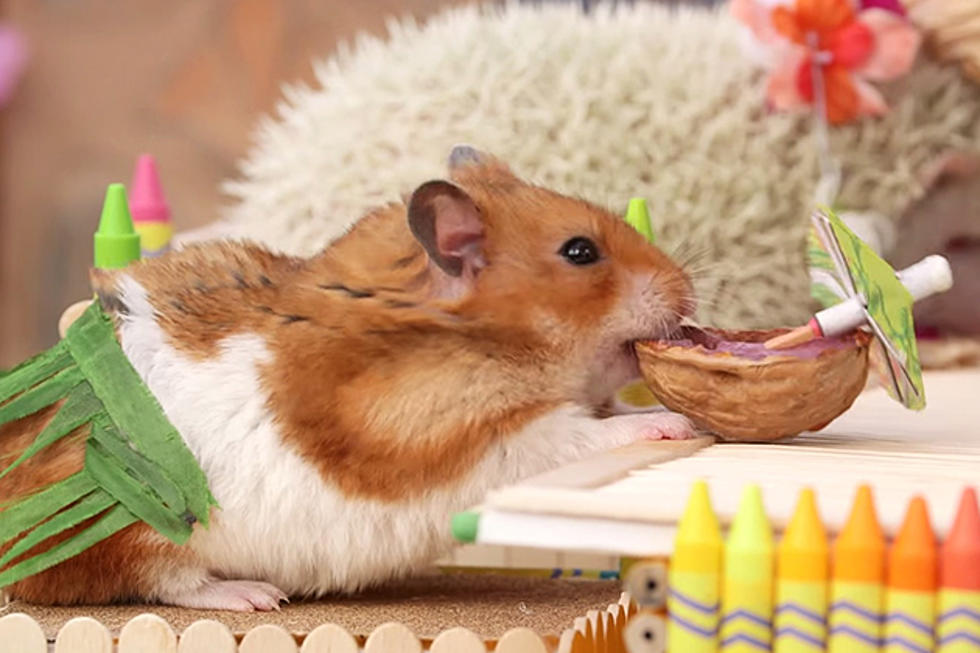 Tiny Hamster’s Tiny Tiki Party [VIDEO]