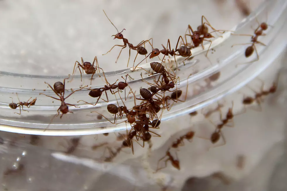 Idiot Puts Fire Ants in His Underwear [VIDEO]