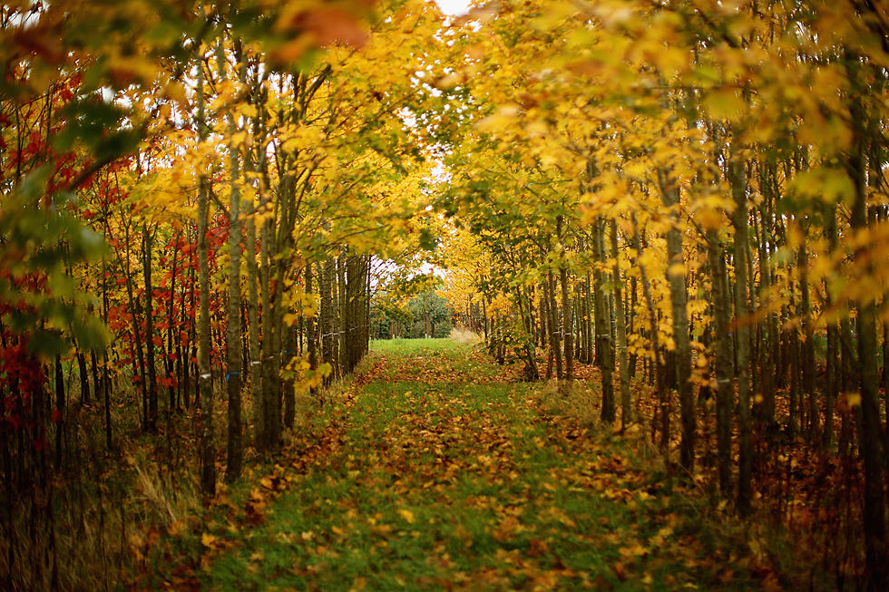 Central Minnesota Sounds Off on the Best Part of Fall
