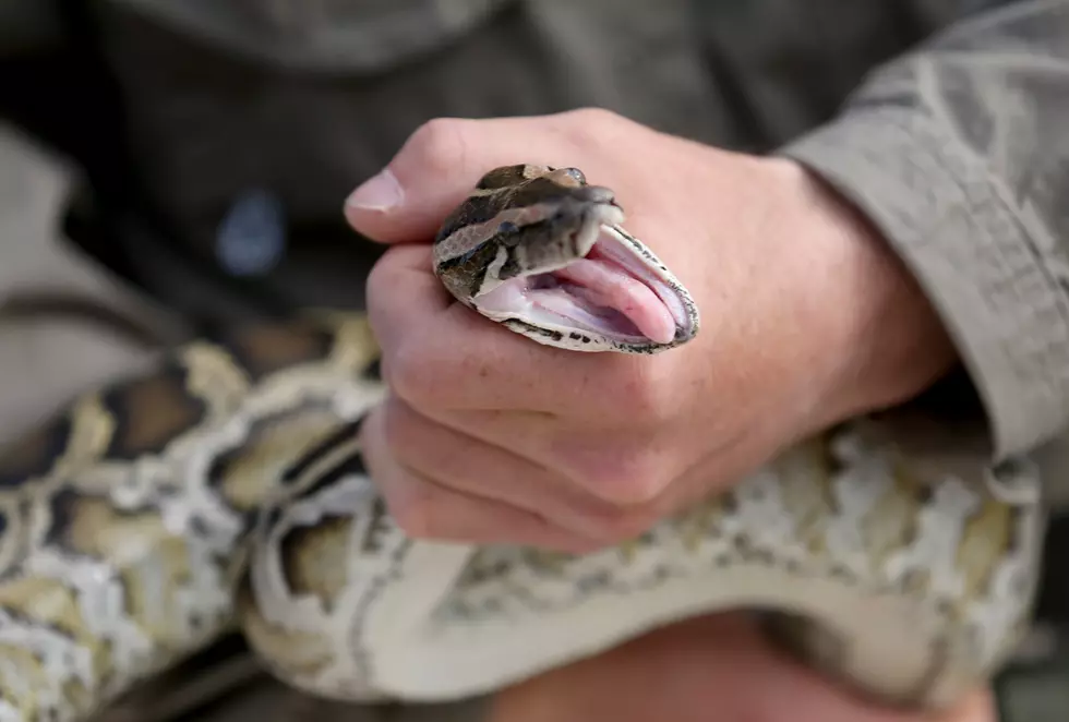 A Girl Tries to Kiss a Python, and It Bites Her Nose [VIDEO]