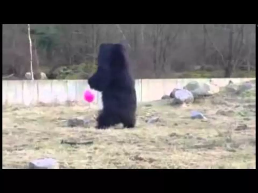 Three Bears Fascinated With A Pink Balloon [VIDEO]