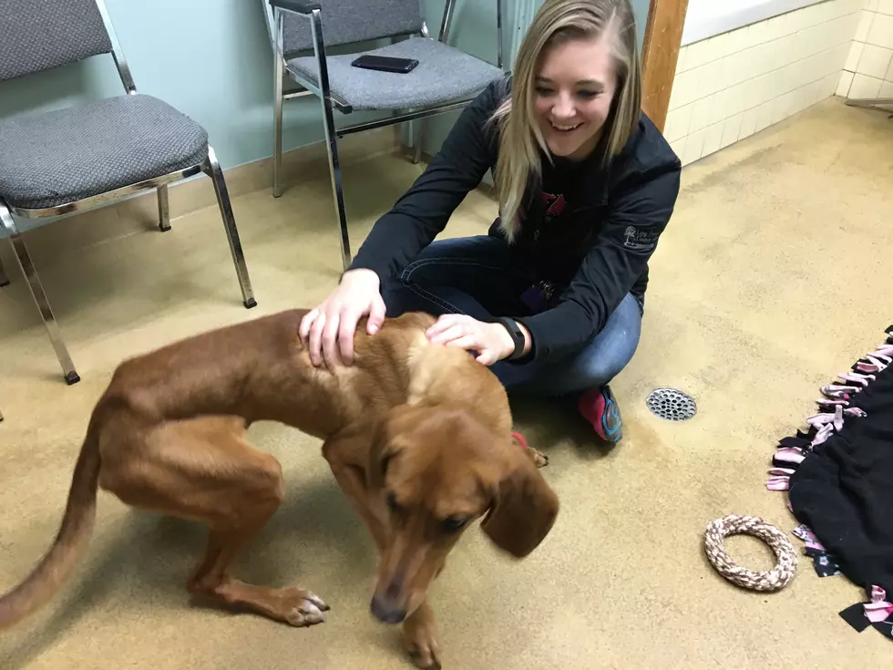Tri-County Humane Society Pet of the Week: Meet Danni