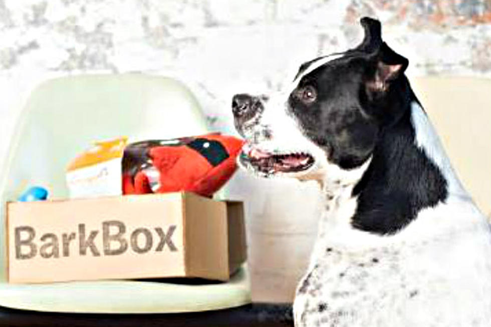 Monthly Subscriptions For Your Dog- Treats, Gadgets and More