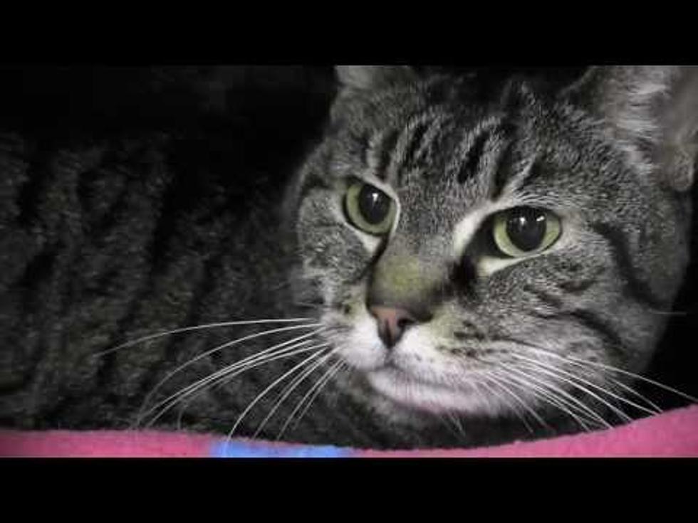 Tri-County Humane Society Pet of the Week: Meet Haywire [Video]