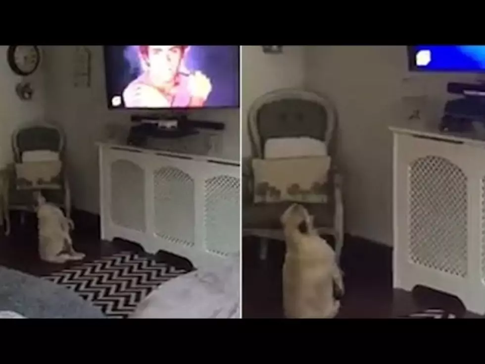 Dog Finds The Groove to Classic 80s Hit [VIDEO]