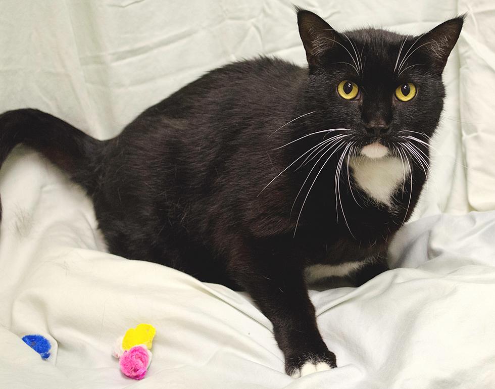 Tri-County Humane Society Pet of the Week: Houdini [Video]