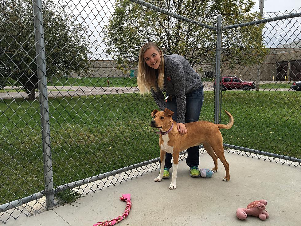 Tri-County Humane Society Pet of the Week: Maise [Video]