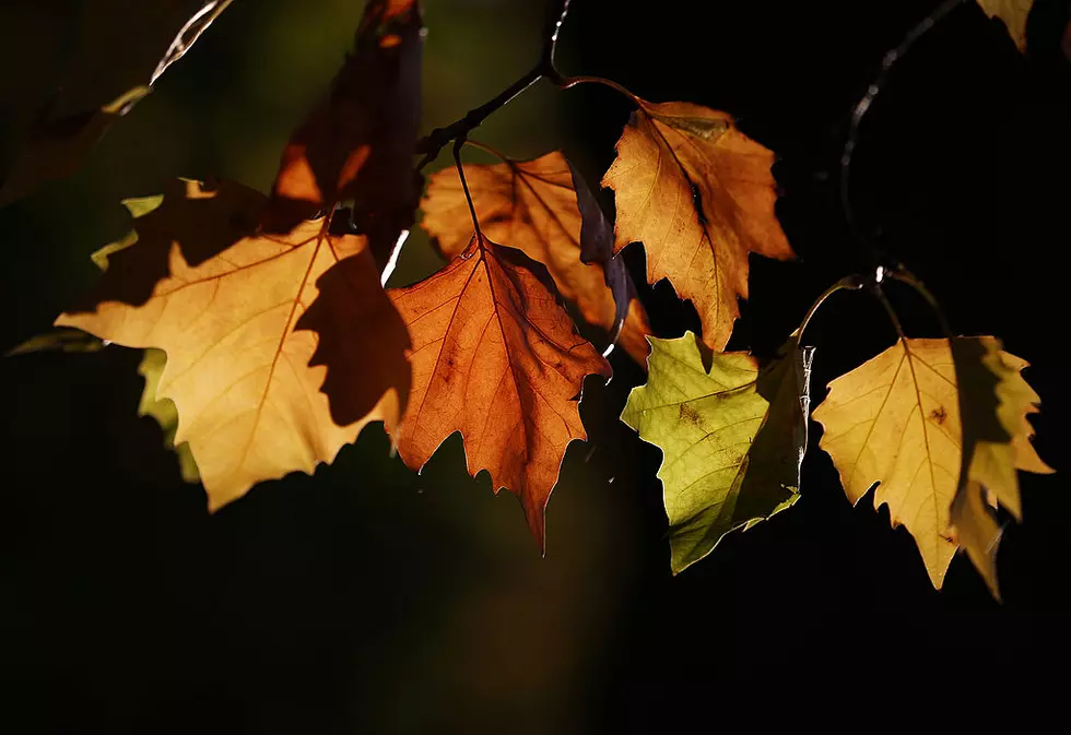 5 Reasons Fall Isn’t As Great As Everyone Thinks It Is.