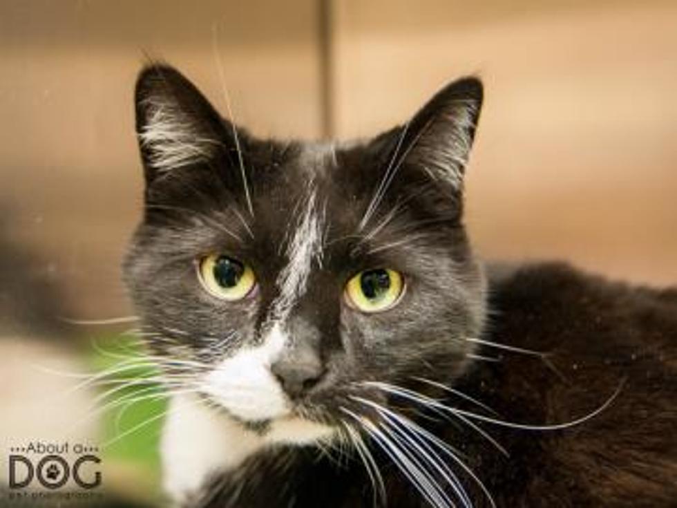Tri-County Humane Society Pet of the Week: Honey [Video]