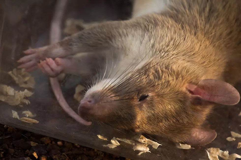 Three College Roommates Team Up To Get Rid of a Rat [VIDEO]