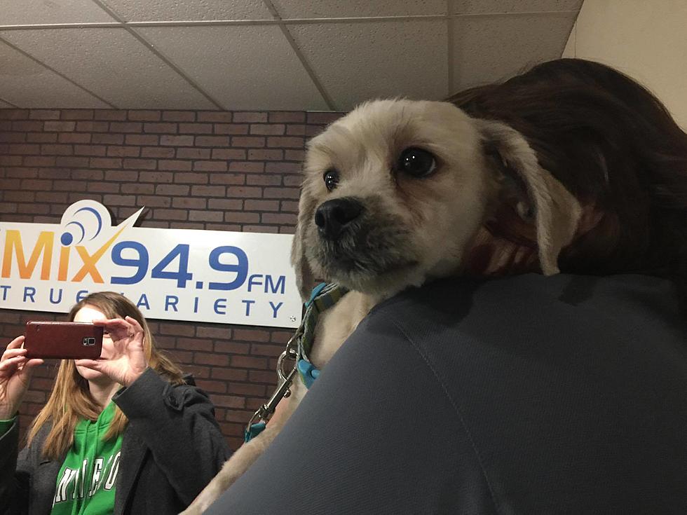 Tri-County Humane Society Pet of the Week: Scrappy Doo [Watch]
