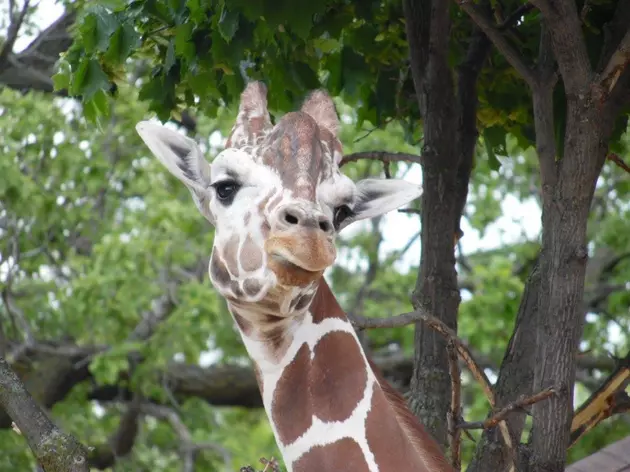Enjoy a Drink with a Giraffe at the Hemker Park &#8216;Brew at the Zoo&#8217;