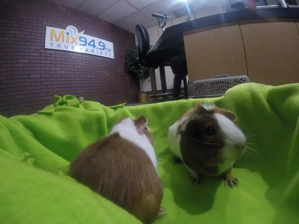 Tri-County Humane Society Pets of the Week: Happy and June [Guinea Pigs!]