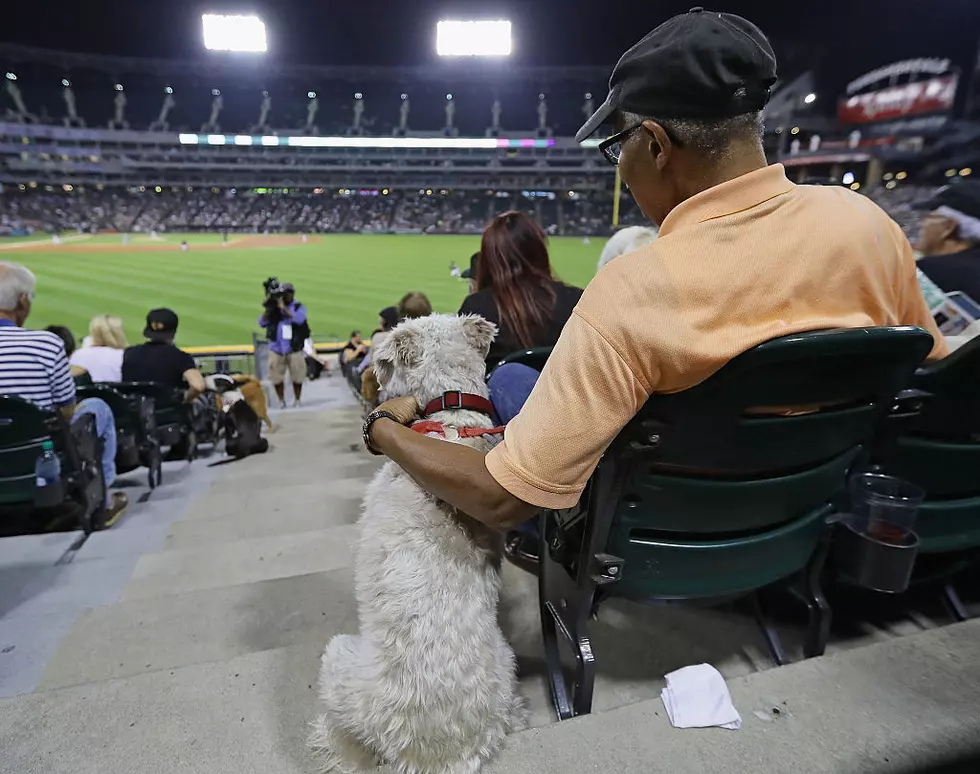 St. Cloud Rox Host Dog Friendly Game for ‘Bark in the Park’