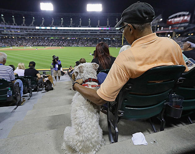St. Cloud Rox Host Dog Friendly Game for &#8216;Bark in the Park&#8217;