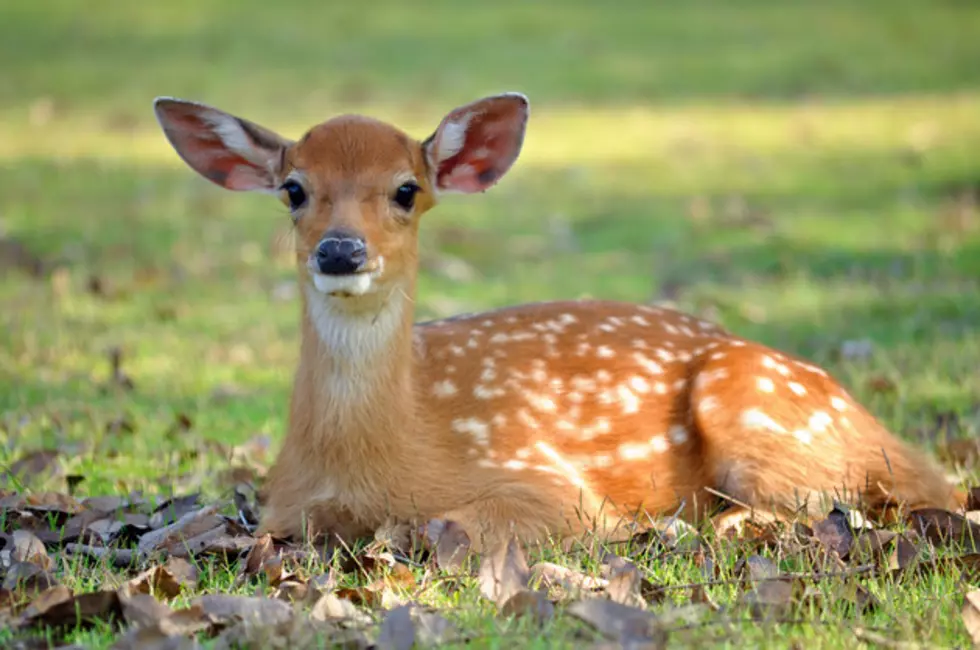 Minnesota Deer Test Positive for Chronic Wasting Disease