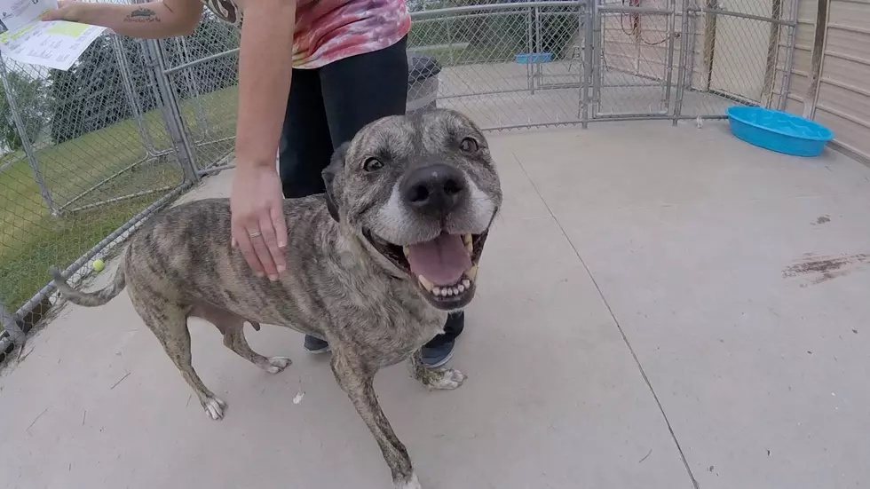 Tri-County Humane Society Pet of the Week: Lily [Watch]