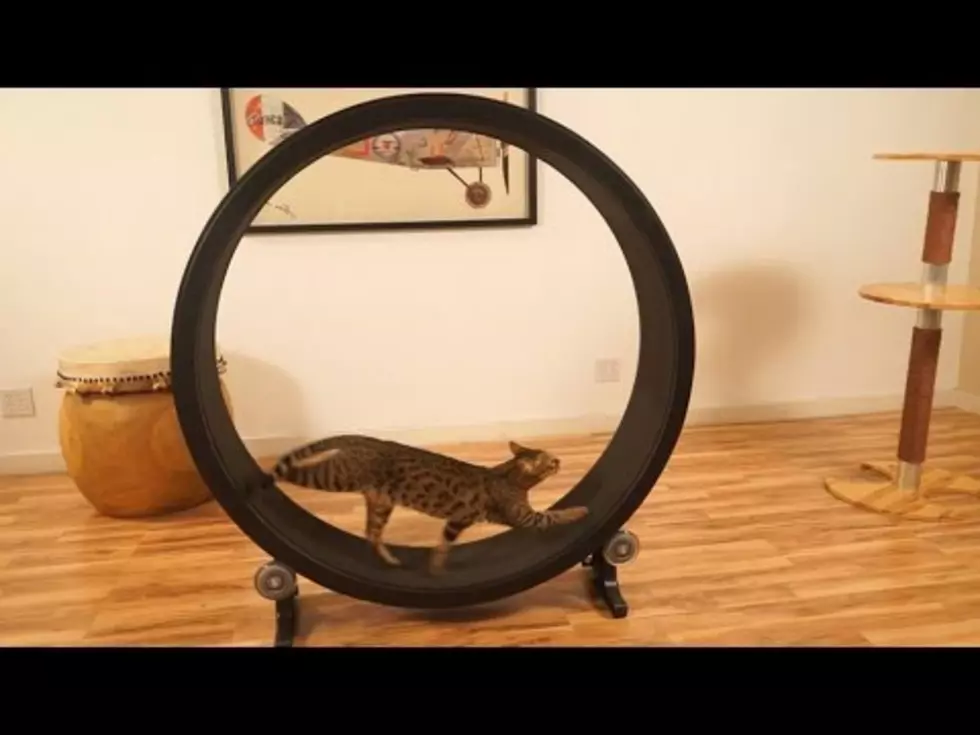 I Found Some Great New Cat Products For Mr. Bean and Eric (AKA Clapton) [VIDEO]