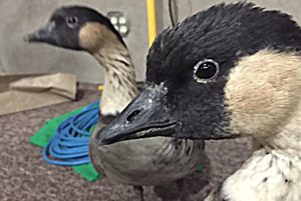 Duck… Duck…NeNe Goose? [VIDEO][PHOTOS]