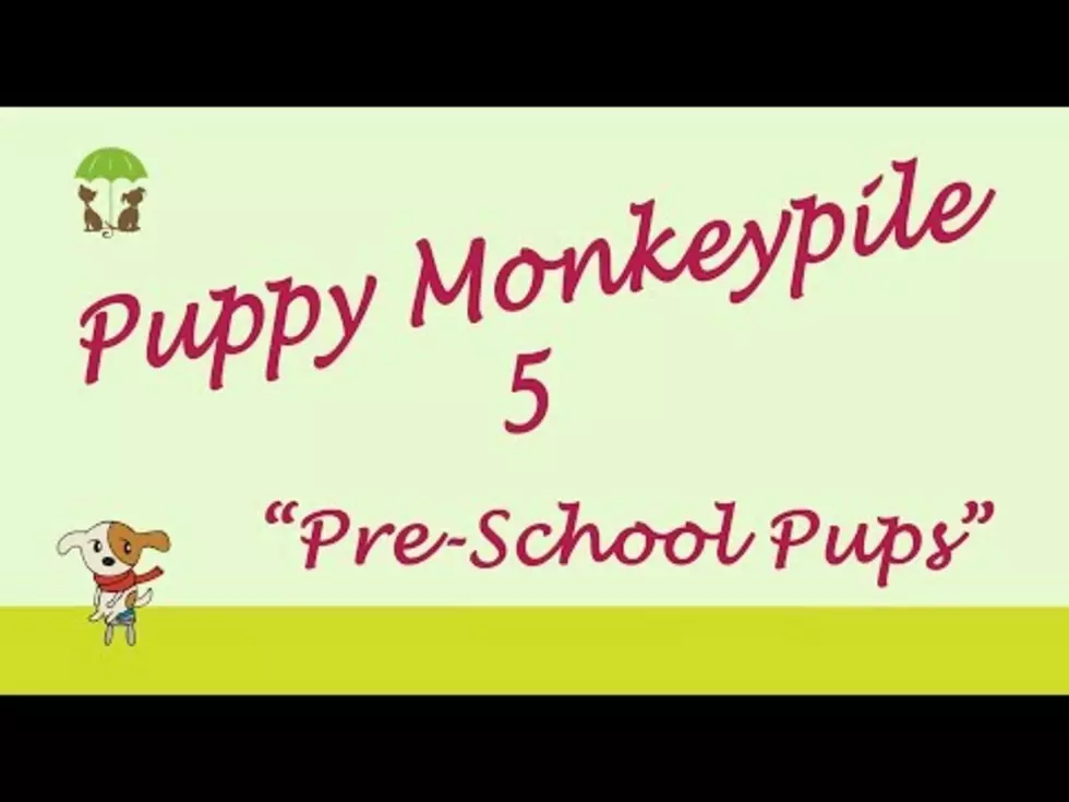 The Cutest Puppy Monkeypile Ever! [VIDEO]