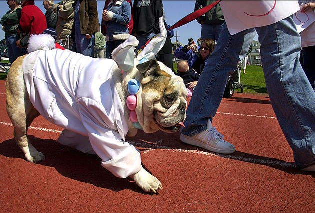 Easter Bunny Pet Pics Being Taken this Weekend in Waite Park
