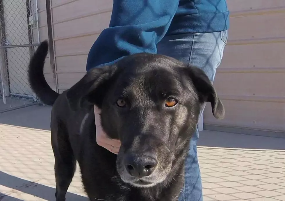 Duck Hunting Dog Seeking Work at Tri-County Humane Society – Watch