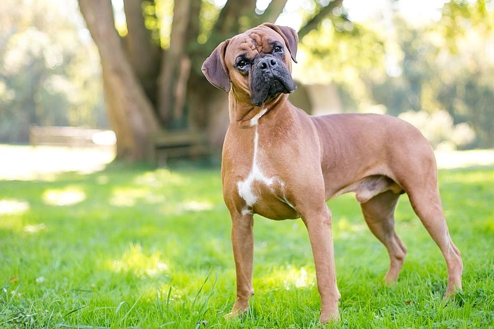 Are These The Top 10 Most Dangerous Dog Breeds in Central MN?