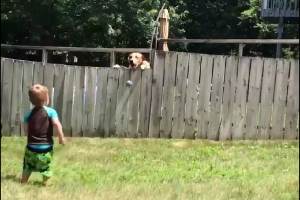 Video of MN Boy Playing Ball with Neighbor Dog Goes Viral