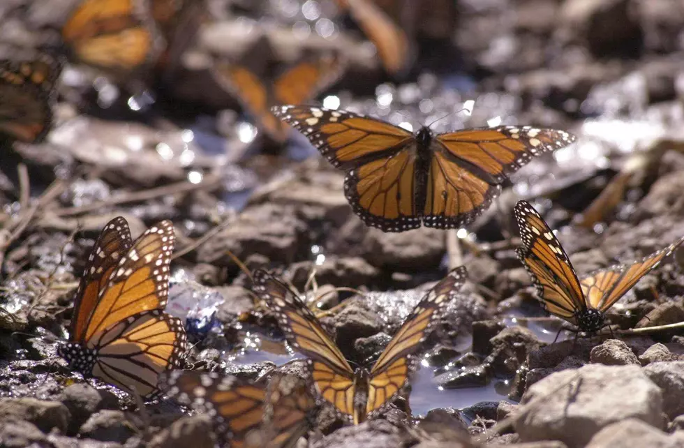 Annual Butterfly Release At Munsinger Set For July