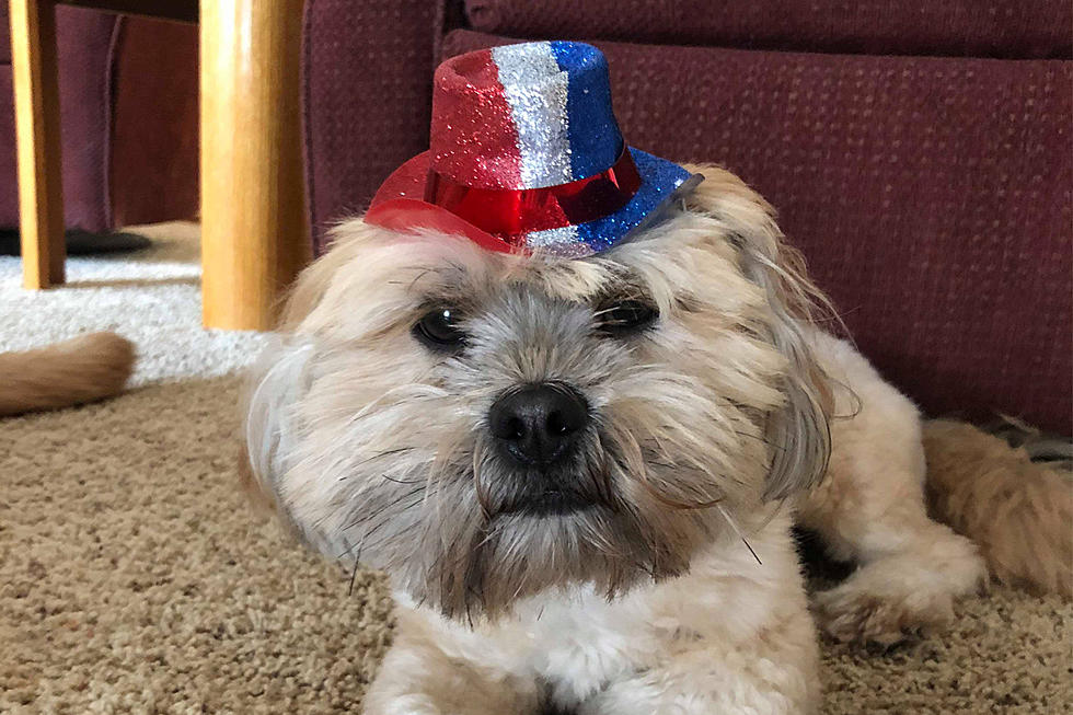 7 Ways to Keep Your Pets Safe & Calm During 4th of July Fireworks