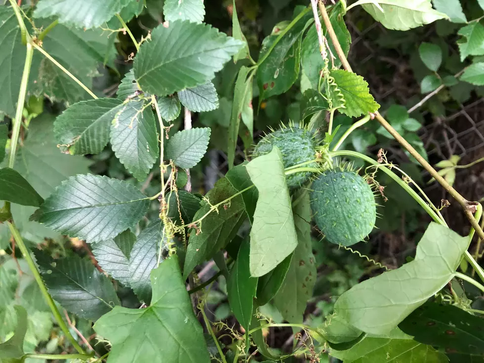 Strange Plants I’ve Seen Growing Wild Around St. Cloud