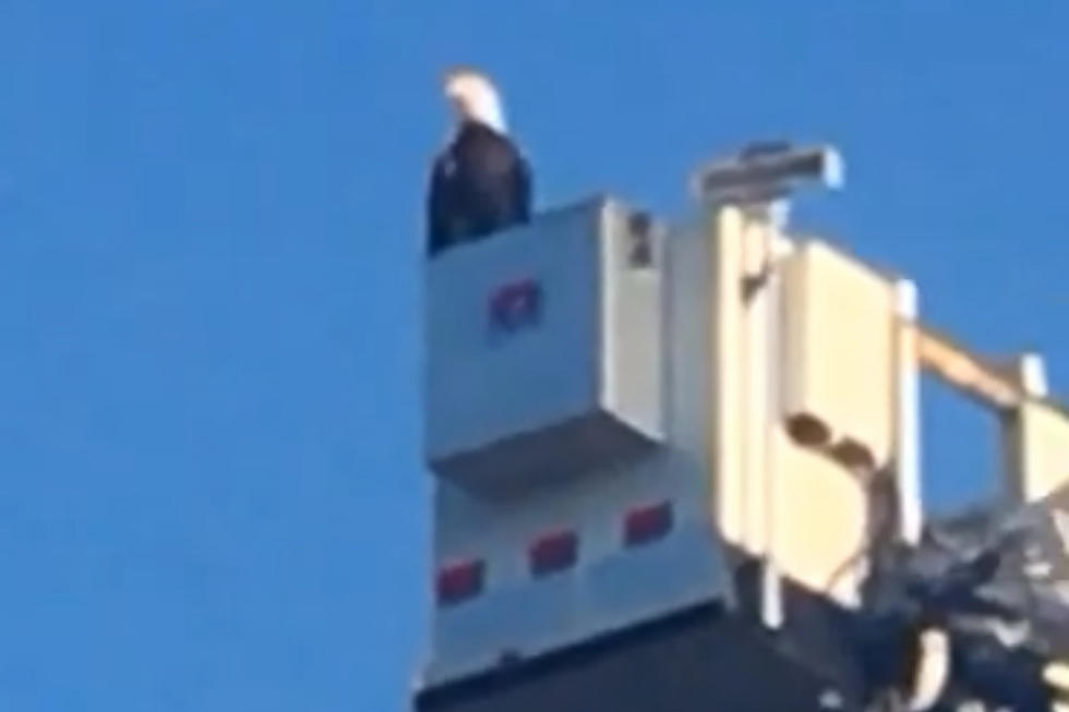 American Bald Eagle Joins MN Fire Department's 9/11 Display