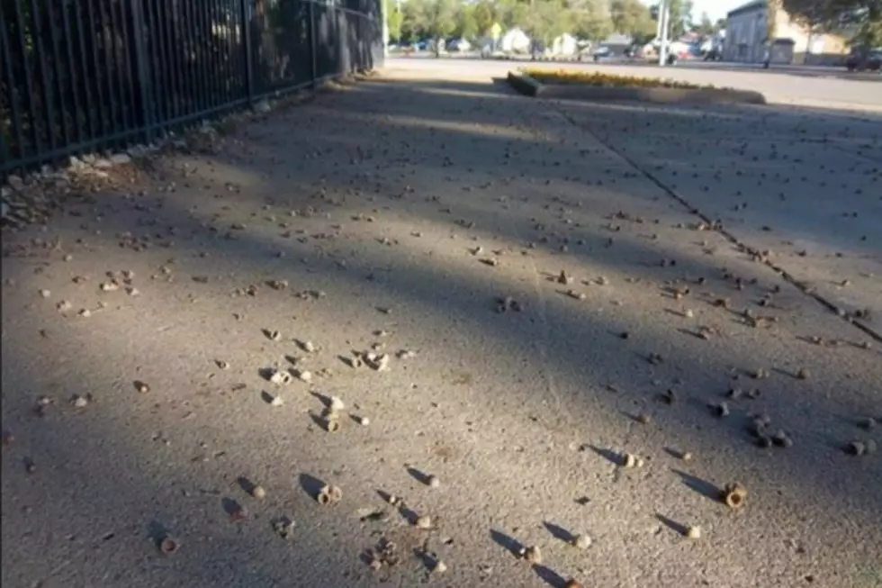 Minneapolis Man Complains About Sidewalk Acorns, Hilarity Ensues